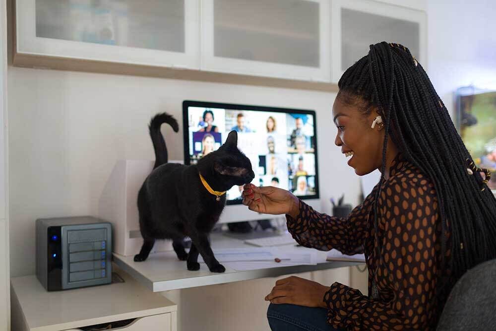 Junge Frau arbeitet im Homeoffice an einem Computer mit Videokonferenz, während ihre schwarze Katze auf dem Schreibtisch sitzt und gestreichelt wird.